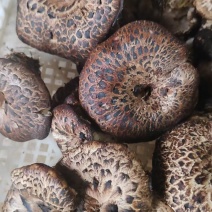 野生黑虎掌菌有需要的联系
