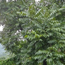 核桃