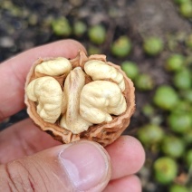 雅安青皮核桃（支持一件代发）