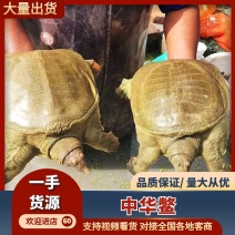 中华鳖生态甲鱼外塘散养健康滋补鲜活甲鱼量大从优