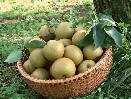 翠冠梨果篮摆放图