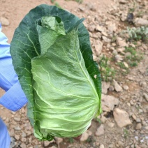 牛心菜
