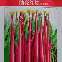 红菜苔种子油亮红烛优质菜苔种子小叶粗苔脆甜发苔多多