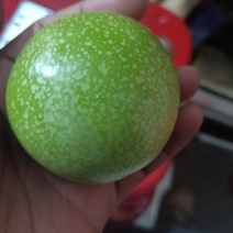 海南百香果，质量保证，全规格常年有货，欢迎合作。