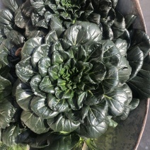 大叶黑塌菜种子叶片大肥厚墨绿乌塌菜种子耐寒耐抽苔黑乌塌菜