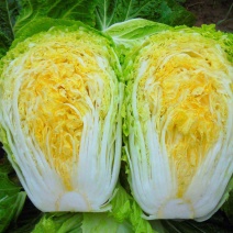 喜诺秋宝黄全黄芯大白菜种子口感好全黄芯高产抗病商品佳