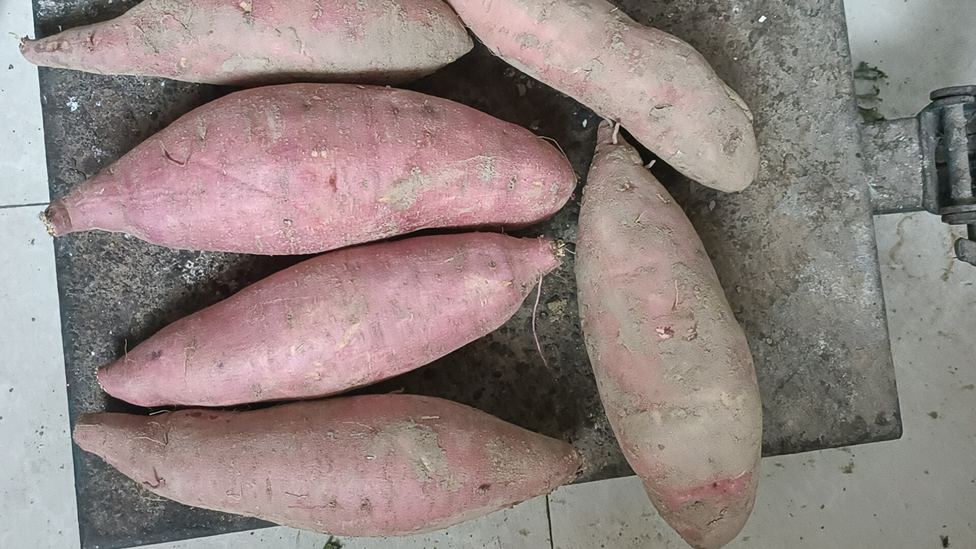 信息图展示济薯26地瓜与其他主食的营养对比,突出其在膳食纤维、β-胡萝卜素和钾元素方面的显著优势 一张营养成分对比图表,横向列出济薯26地瓜、普通白心红薯、大米饭的主要营养指标:热量、碳水、膳食纤维、β-胡萝卜素、钾含量