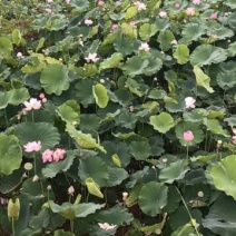 四川安岳县荷花
