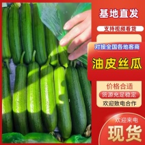 江苏肉丝瓜油皮丝瓜精品香丝瓜短丝瓜保质量