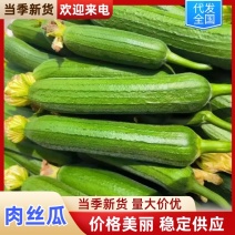 江苏肉丝瓜油皮丝瓜精品香丝瓜短丝瓜保质量