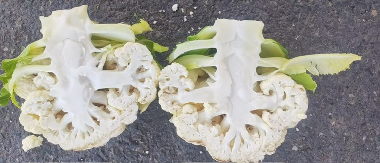一张科学插画风格的显微图像,左侧为苦菜花植物叶片横切面,显示乳管组织和厚角组织;右侧为白花菜花叶片,细胞排列紧密,气孔清晰可见。下方配有标注文字说明两种植物的解剖学差异,背景为实验室环境,有显微镜与记录本 苦菜花植物与白花菜花在显微镜下的叶片结构对比图