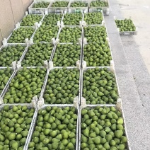 威海青皮无花果～一件代发电商拼多多淘宝抖音社区团购