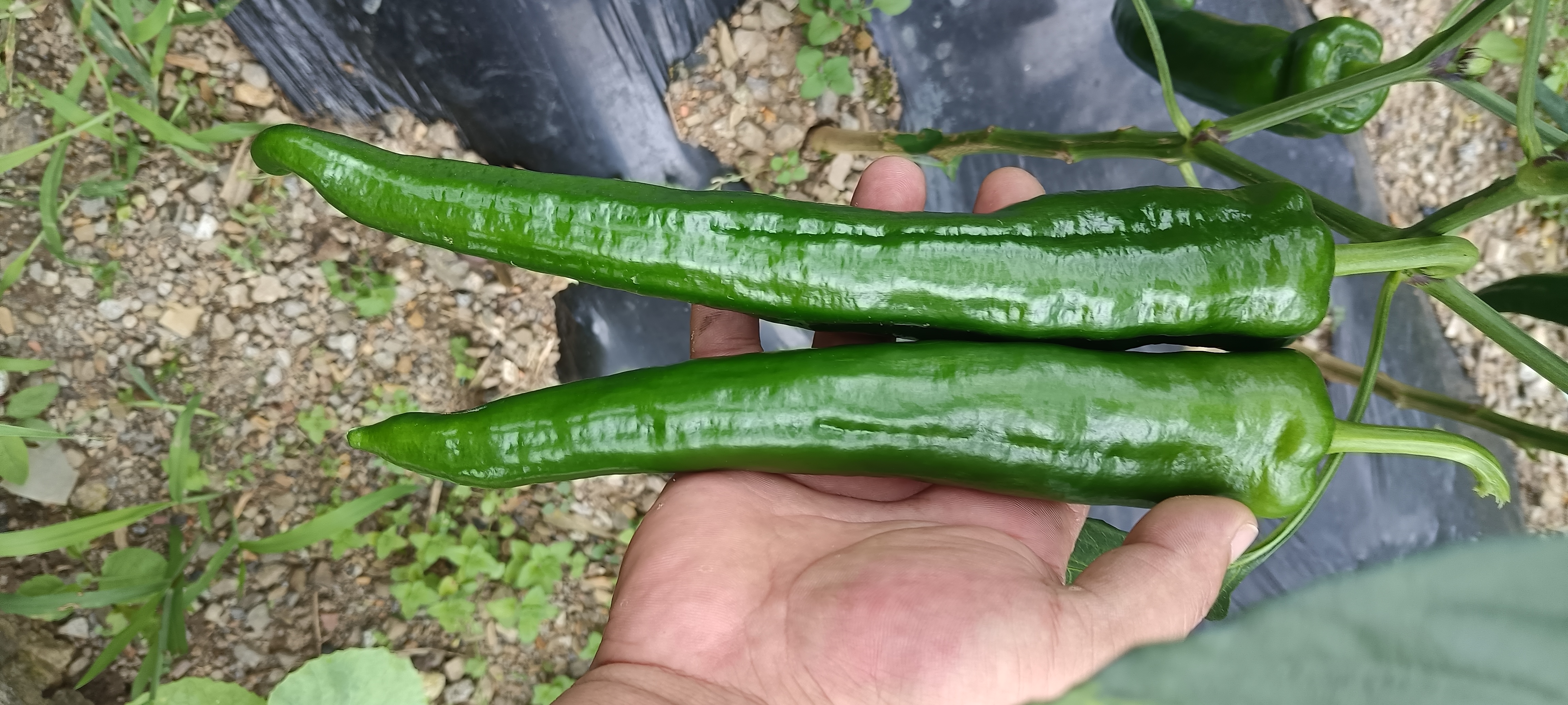一盘新鲜采摘的绿色尖椒,表面光滑有光泽,呈细长锥形,蒂部带有绿色花萼,背景为田园菜地,展现农产品原生态特征 新鲜绿色尖椒特写