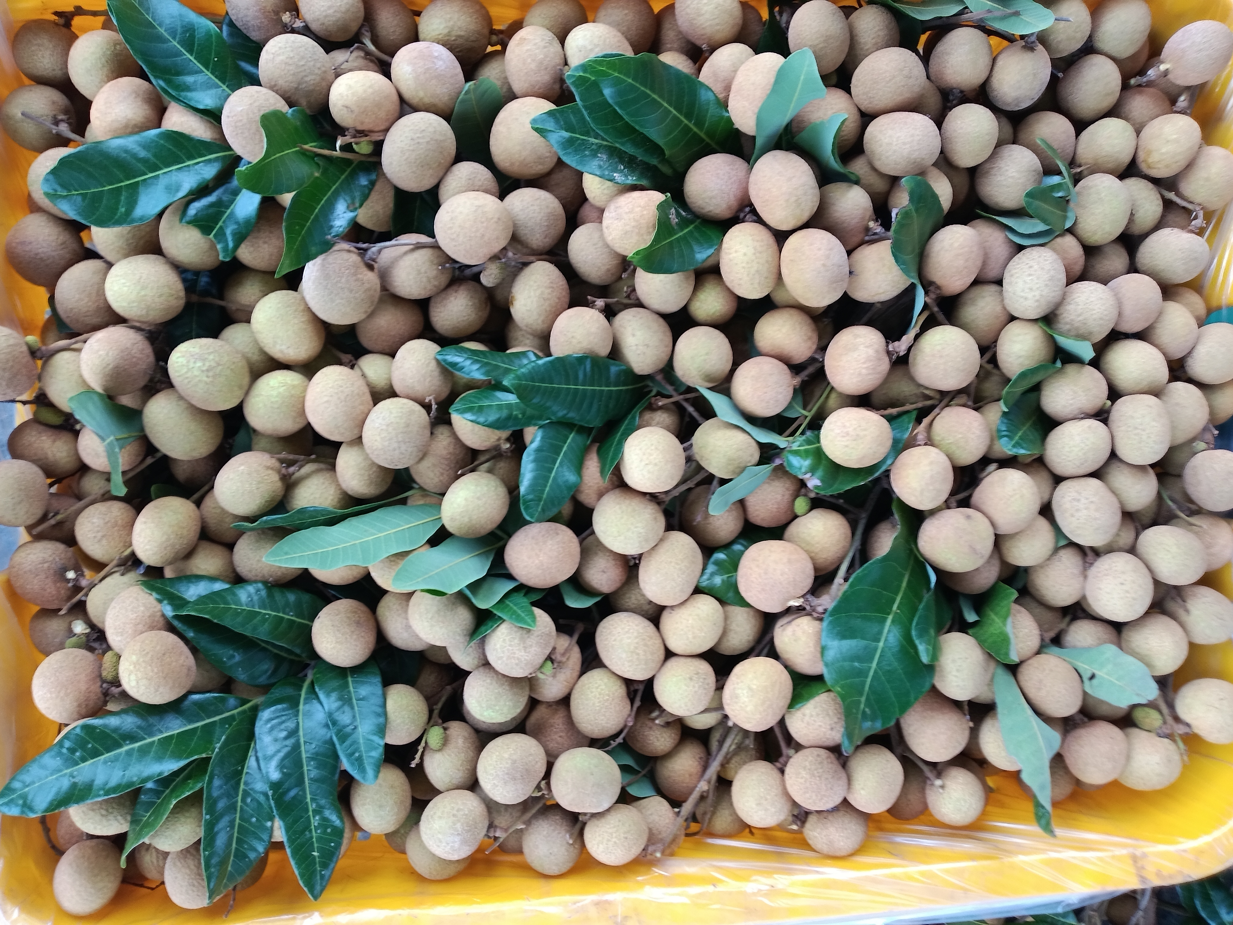 包装精美的石硖龙眼礼盒