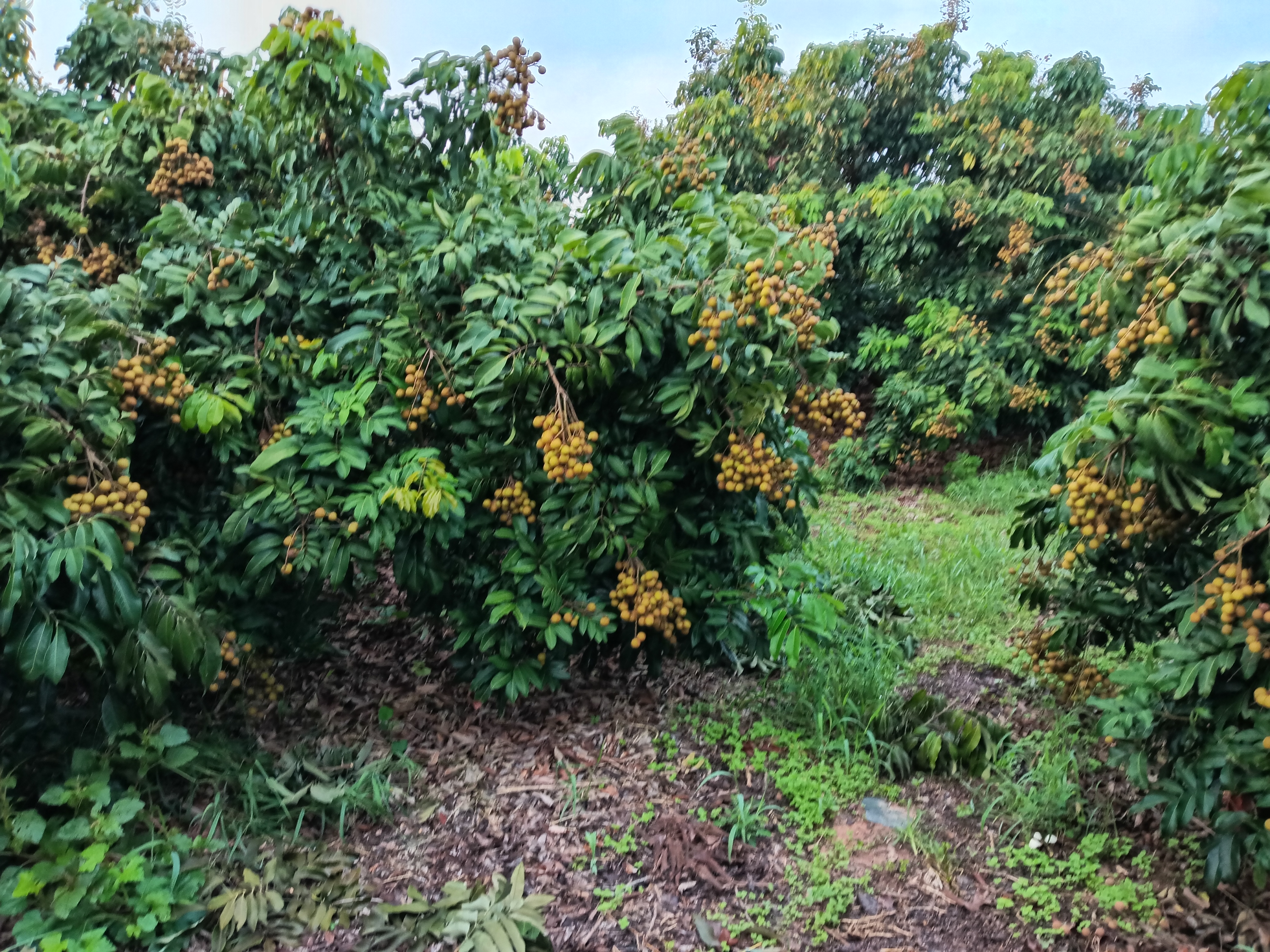 石硖龙眼果园