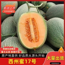 新疆西州蜜17号哈密瓜，产地一手货源对接全国市场电商平台