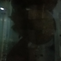 野生甲鱼