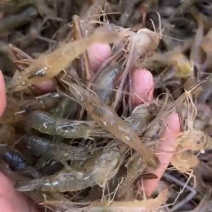 河虾