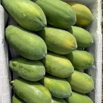 大青红木瓜