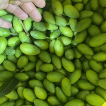 特甜二号青橄榄