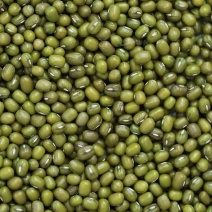 明豆绿豆大颗粒中颗粒产地加工出货明豆绿豆色泽光亮