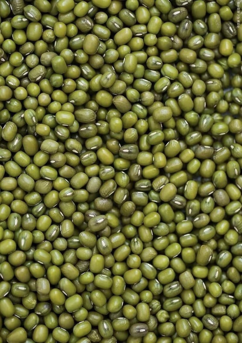 明豆绿豆大颗粒中颗粒产地加工出货明豆绿豆色泽光亮