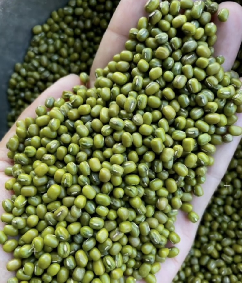 大颗绿豆中颗绿豆明豆色泽鲜亮均匀明豆均匀饱满