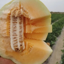 金红宝哈密瓜沙漠蜜瓜