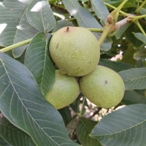 核桃青皮