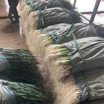白根蒜苗种子基地直销量大质优价格优惠包成活包技术