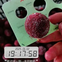 云南精品东魁冻果杨梅水果新鲜杨梅量大从优