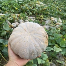 精品盘龙204，大量上市，对接各大市场，商超，加工厂