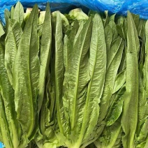 大叶油麦菜，基地直供，当天采摘当天发货
