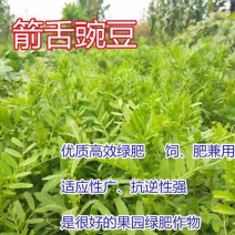 箭筈豌豆种子箭舌豌豆毛苕子耐热耐旱果园绿肥牧草籽饲用牧草