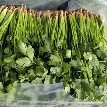 唐山铁杆青香菜基地直销量大质优价格优惠欢迎咨询采购