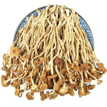 古芝恬茶树菇干货批发农家自产茶薪菇炖罐烫煲优质干货无干燥剂