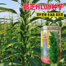 郑芝HL0409白芝麻种子高产高油高抗不倒伏芝麻种籽