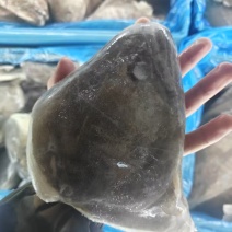 碟鱼头，大小规格齐全（200g-2000g）