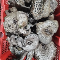 虎掌菌