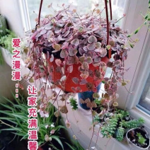 爱之蔓藤蔓悬挂植物心型长藤一寸心吊兰室内挂壁阳台四季耐旱