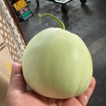甜宝甜瓜现货大量供应品质保证诚信经营欢迎各地客商致电联系