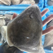 碟鱼头