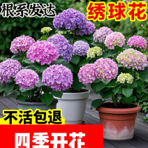 绣球花苗四季开花无尽夏庭院阳台花卉花园绿植物绣球花盆栽带花苞