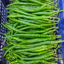 【推荐】贵州鲜辣椒/二荆条辣椒/视频看货/欢迎咨询