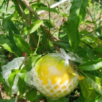 黄晶果