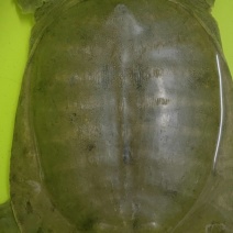 大甲鱼