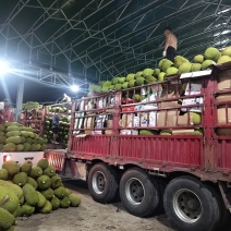 海南菠萝蜜泰八红肉马一黄肉大量供应现摘现发