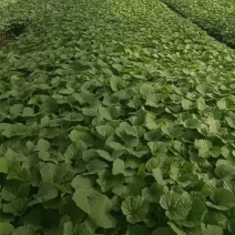 密本南瓜苗，诚信经营，大量供应，欢迎联系，