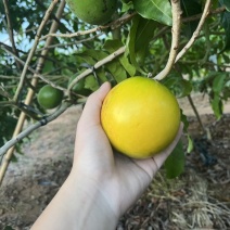 黄晶果