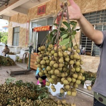 自家种植储良龙眼欢迎合作🤝价格优势👍现摘现发👌